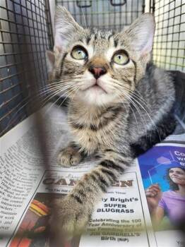 MOCHI -  Domestic Short Hair Cat for Adoption in San Antonio, Texas - MOCHI | PetCurious