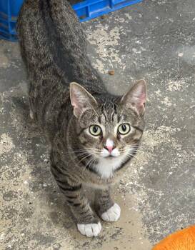 Rescue Domestic Short Hair Cats for Adoption in Saint Marys, Pennsylvania - Mo | PetCurious