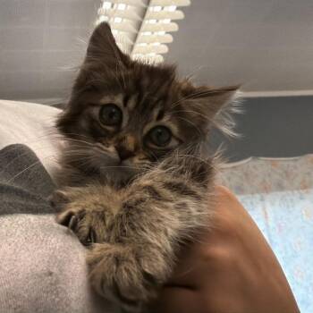 Domestic Long Hair Cats Available for Adoption in Summerlee, West Virginia - Frick | PetCurious