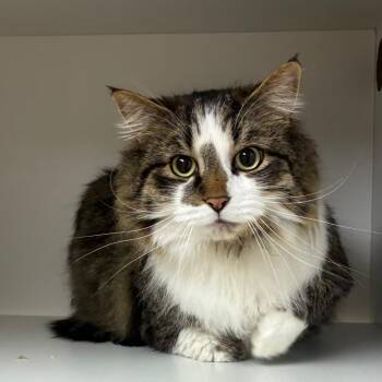 Domestic Long Hair Cats Available for Adoption - Boots | PetCurious