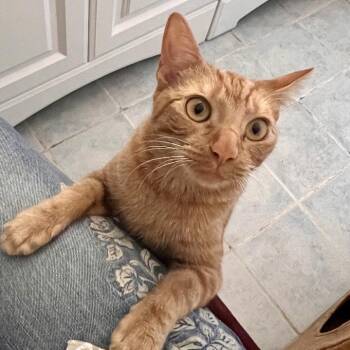 Nala -  Domestic Short Hair Cat for Adoption in Boston, Massachusetts - Nala | PetCurious