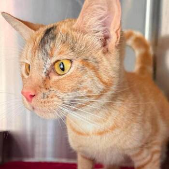 Goldie Hawn -  Domestic Short Hair Cat for Adoption in Madison, Wisconsin - Goldie Hawn | PetCurious