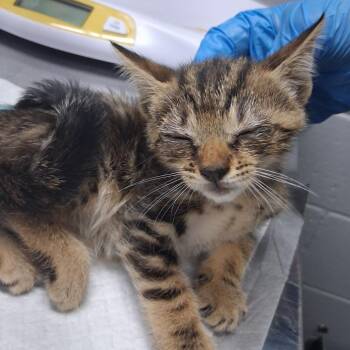 Boots -  Domestic Short Hair Cat for Adoption in Summerville, South Carolina - Boots | PetCurious