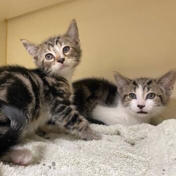 Jesse -  Domestic Short Hair Cat for Adoption in Dayton, Ohio - Jesse | PetCurious