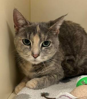 Domestic Short Hair Cats Available for Adoption - Cinnamon  | PetCurious