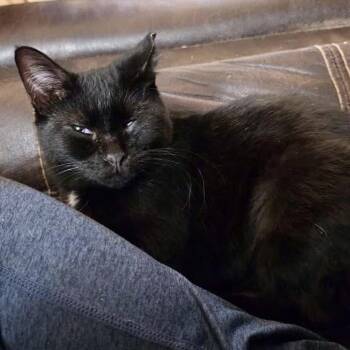 Lavender -  Domestic Short Hair Cat for Adoption in Pocatello, Idaho - Lavender | PetCurious