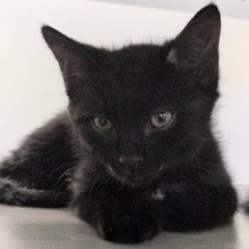 Freestyle -  Domestic Short Hair Cat for Adoption in Reno, Nevada - Freestyle | PetCurious