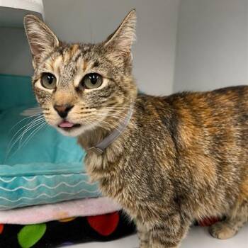 Domestic Short Hair Cats Available for Adoption in Hawthorne, California - Lady | PetCurious