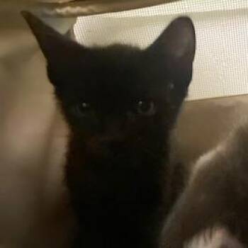 Brock -  Domestic Short Hair Cat for Adoption in West Palm Beach, Florida - Brock | PetCurious