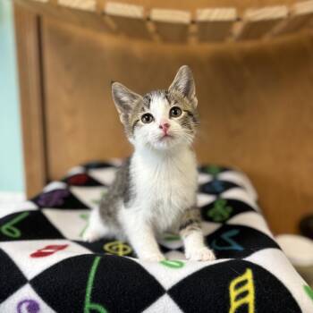 Domestic Short Hair Cats Available for Adoption in Fargo, North Dakota - Staccato--In Foster | PetCurious