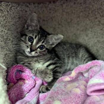 Landy -  Domestic Short Hair Cat for Adoption in Watkinsville, Georgia - Landy | PetCurious