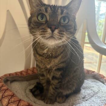 Yeti -  Domestic Short Hair Cat for Adoption in Lansing, Michigan - Yeti | PetCurious