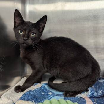 Alex -  Domestic Short Hair Cat for Adoption in Evansville, Indiana - Alex | PetCurious