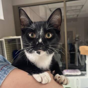A Round of a Paws -  Domestic Short Hair Cat for Adoption in Chicago, Illinois - A Round Of A Paws | PetCurious