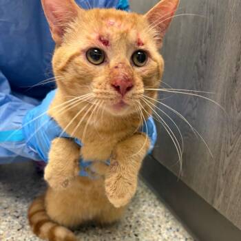 Pampers (Barn Cat) -  Domestic Short Hair Cat Available for Adoption in West Olive, Michigan - Pampers (Barn Cat) | PetCurious