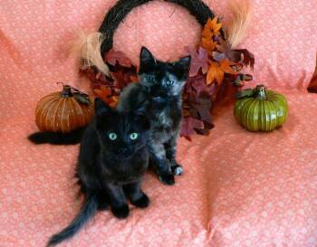 Delilah -  Domestic Medium Hair and Domestic Short Hair Cat for Adoption in Greensboro, North Carolina - Delilah | PetCurious