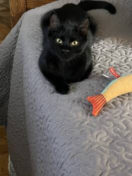 Rescue Domestic Short Hair Cats for Adoption in Greenville, South Carolina - Onyx BP | PetCurious