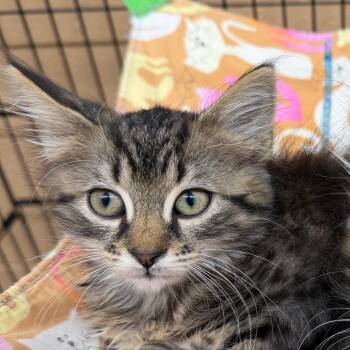 Vanessa -  Domestic Medium Hair Cat for Adoption in Newport, Tennessee - Vanessa | PetCurious