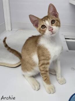 Rescue Domestic Short Hair Cats for Adoption in Key Largo, Florida - Archie | PetCurious