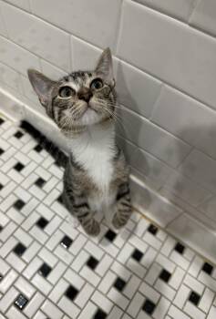Parker -  Domestic Short Hair Cat for Adoption in New York, New York - Parker | PetCurious