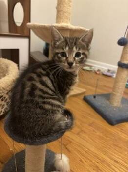 Grizzly Bear -  Domestic Short Hair Cat for Adoption in Fishers, Indiana - Grizzly Bear | PetCurious