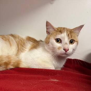 Mr.Jangles -  Domestic Short Hair Cat for Adoption in Saint Joseph, Missouri - Mr.Jangles | PetCurious
