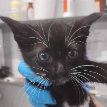 Tara -  Domestic Short Hair Cat for Adoption in Summerville, South Carolina - Tara | PetCurious