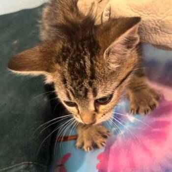 Domestic Short Hair Cats Available for Adoption in Gordonsville, Tennessee - Savannah | PetCurious