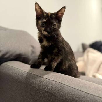 Rescue Domestic Short Hair Cats for Adoption in Kansas City, Missouri - Lark 2156 | PetCurious