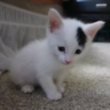 Edgar -  Domestic Short Hair Cat for Adoption in Denver, Colorado - Edgar | PetCurious