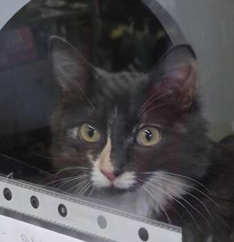 Countess -  Domestic Medium Hair Cat for Adoption in Dunellen, New Jersey - Countess | PetCurious