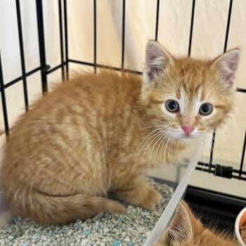 Petey -  Tabby and Domestic Short Hair Cat Available for Adoption in Lombard, Illinois - Petey | PetCurious