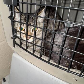 Domestic Short Hair Cats Available for Adoption in Columbus, North Carolina - Terry | PetCurious