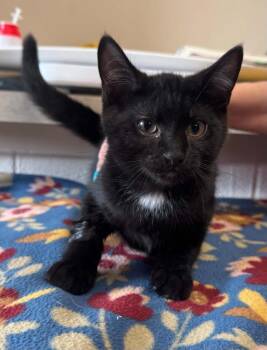 Batman -  Domestic Short Hair Cat for Adoption in Marion, Ohio - Batman | PetCurious