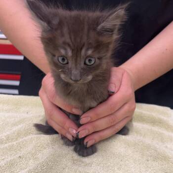 Domestic Medium Hair Cats Available for Adoption in Chico, California - MOONSHINE | PetCurious