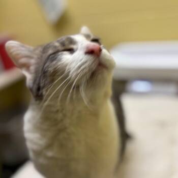 Domestic Short Hair Cats Available for Adoption - Frost | PetCurious
