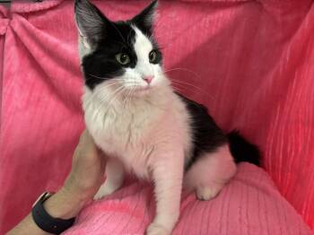 Stevie -  Domestic Short Hair Cat for Adoption in Torrington, Wyoming - Stevie | PetCurious
