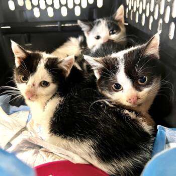Poppy -  Domestic Short Hair Cat for Adoption in Mt. Juliet, Tennessee - Poppy | PetCurious