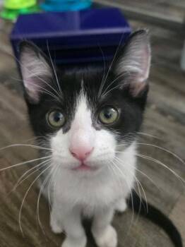 Ryobi -  Domestic Short Hair Cat for Adoption in Murfreesboro, Tennessee - Ryobi | PetCurious