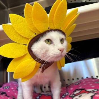 Domestic Short Hair Cats Available for Adoption in Roanoke, Virginia - Grayson | PetCurious