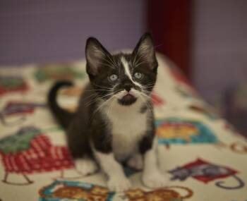 Marquee -  Domestic Short Hair Cat for Adoption in Santa Barbara, California - Marquee | PetCurious