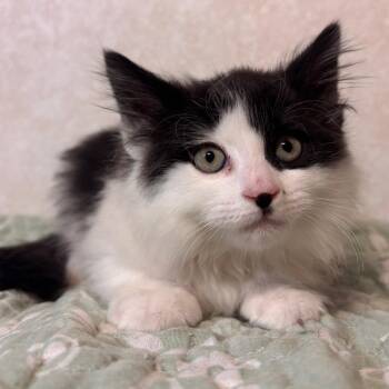 Domestic Short Hair Cats Available for Adoption in Belleville, Illinois - Cinnamon Roll | PetCurious