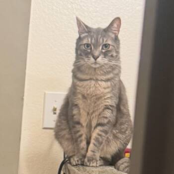 Rescue Domestic Short Hair Cats for Adoption in Los Angeles, California - Trout | PetCurious