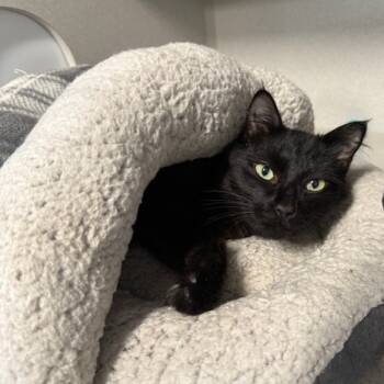 Rescue Domestic Long Hair Cats for Adoption in Washougal, Washington - Wednesday | PetCurious