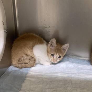 Bumblebee -  Domestic Short Hair Cat for Adoption in West Palm Beach, Florida - Bumblebee | PetCurious