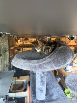 Boots -  Domestic Short Hair Cat for Adoption in Plymouth, Michigan - Boots | PetCurious