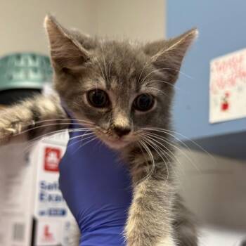 Katie -  Domestic Medium Hair Cat for Adoption in Charleston, West Virginia - Katie | PetCurious