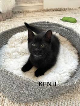 Kenji -  Domestic Short Hair Cat for Adoption - Kenji | PetCurious