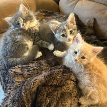 Domestic Short Hair Cats Available for Adoption in Bentonville, Arkansas - Gayle | PetCurious