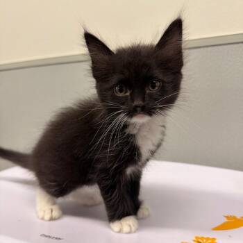 Louise -  Domestic Medium Hair Cat for Adoption in Clearwater, Florida - Louise | PetCurious